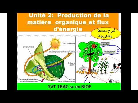 Production de la matiére organique svt 1 Bac sc ex Biof- unité 2 (شرح بالداريجة)