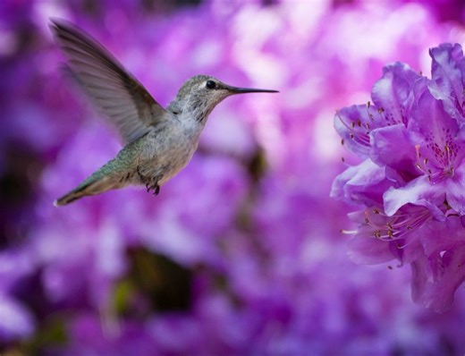 Have hummingbirds left Michigan for winter? When the tiny birds migrate south