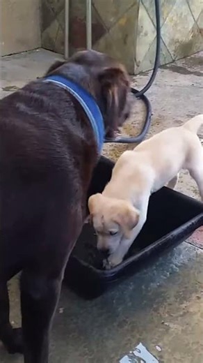 Yellow Lab Puppy’s First Lessons