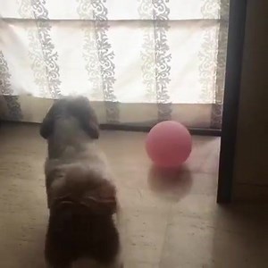 Wanna play?😊 😊 Get the exclusive products for your shihtzu here: https://www.shihtzushop.com/collections/toys | Life with Shih Tzus