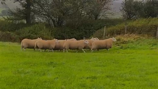 Ruthin Farmers Auction Co Ltd on Reels