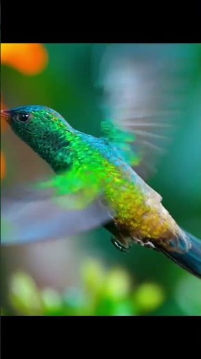 Hummingbirds flying | animals | wildlife | documentary wildlife | nature documentary