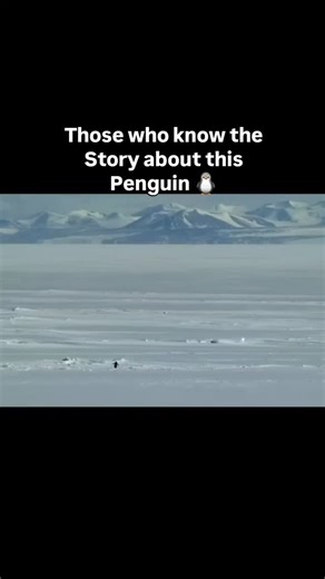 AZ_FACTS on Instagram: "Read the caption below. 👇 This image captures a quiet, heartbreaking kind of determination. Deep in Antarctica, where icy winds roar at over 100 mph and temperatures stay far below freezing, life follows a rhythm. Thousands of Adélie penguins move together like a living wave of black and white, heading toward the ocean in search of food and survival. But one penguin breaks away. He stops. He turns his back on the sea, on the warmth of the group, on everything that repres