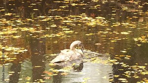 Gray swan chick swims in the still water of an old city autumn pond.