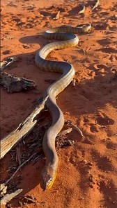 Woma Python (Aspidites ramsayi) spotted in Shark Bay, WESTERN AUSTRALIA. #python #snake #australia