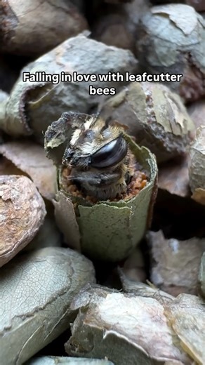 Gena Murray-Garden inspiration & pollinator love on Instagram: "Leafcutter bees were one of the highlights of my summer. Leafcutter bees are native bees that are important pollinators. They are mild mannered solitary bees. Kind bee farms wants to help plummeting bee populations and has put together an all-in-one pollinator kit that includes everything to get started. You will receive a bee home, bee cocoons, and nesting tubes specially designed for leafcutter bees. Use my code Gigis10 for 10% of