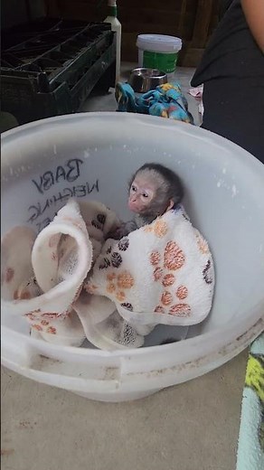 Baby Monkey Jyperd being weighed