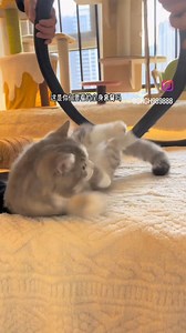 Même pas peur moi 😸 | Lolcat