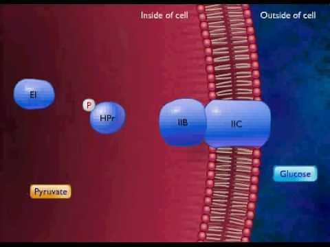 Active Transport by Group Translocation Animation Video
