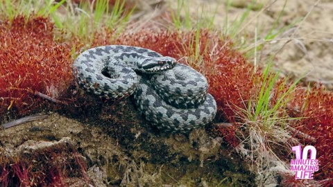 The Calm but Dangerous European Adder