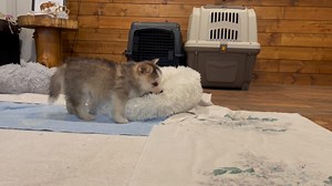 1.4K views · 354 reactions | Oh look at those PUPPIES! My heart is exploding.... How freakin' perfect are they?! Oh I just want to keep each and every one of them!!! | Bowtie Pomsky | Facebook