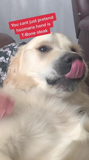 Just a lil nibble 🥩 #fyp #appreciated #dogsoftiktok #love