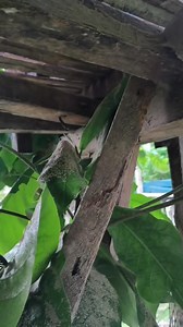Treehouse update guys🌲 Gi bukbok Jud ang kawayan Nga gi sawg namo guys😔 need najud Siya ilisan😌 #treehouserepair #treehouseforfollowersandvisitors #repairitsoon | Kanobisdak TV