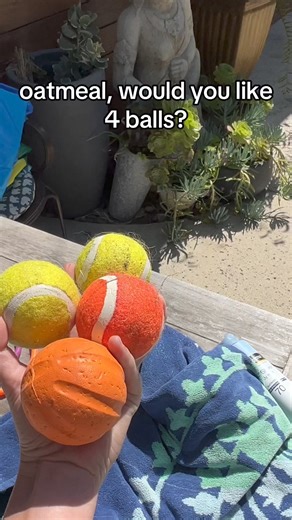 Oatmeal is the worlds most indecisive dog #pooltime #funnydog #summer | Adria and Oatmeal