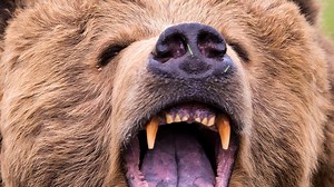 Wildlife expert warns it's time to bear down with rise in bear attacks