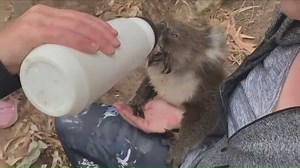 Locals have been looking out for their furry friends, with this koala getting some much-needed water in South Australia. #9News Credit: Stephen Smith | 9 News