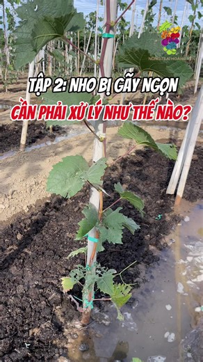 Xử lý ngọn nho bị gãy: Kỹ thuật nông trại Hữu Yến