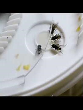 USB Electric Effective Fly Trap Automatic Rotation Electric Fly Trap Device with Trapping