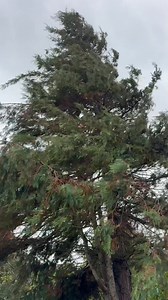 Winds are now starting to gradually pick up thanks to Storm Amy over Ayrshire, by 7PM gusts are likely to hit 80MPH in exposed locations along with heavy rain this will bring very difficult driving conditions, potential for power cuts & transport cancellations, winds will peak between 7PM & midnight before gradually calming down tomorrow. ⚠️ Remember if you spot any issues across Ayrshire remember to drop us a PM or email newsdesk@ayrshiredailynews.co.uk and we’ll post up to let others know. 👍 