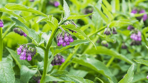 Using Comfrey Safely - The School of Evolutionary Herbalism