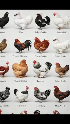 Meet the Fluffiest Chickens: Brahma, Silkie & Sultan