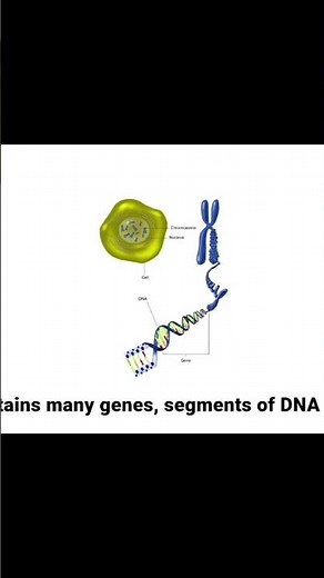 Human Genome Project | Milestone in Genetics | Class 12 Biology for NEET 2025