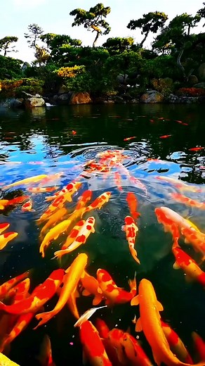 Jiaxiaoyu666 on TikTok