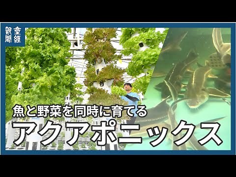 魚と野菜を同時に育てる「アクアポニックス」 生態系を模倣 農薬や化学肥料に頼らない生産性と環境配慮を両立した持続可能な次世代の循環農法 ふじさわアクポニビレッジ