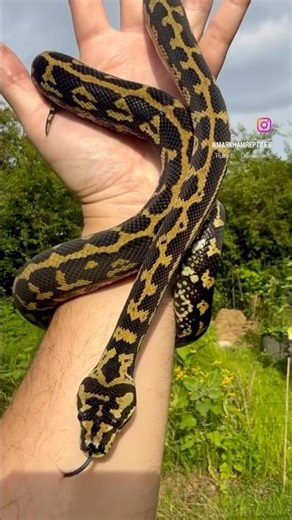 Palmerston Locality Jungle Carpet Python Produced by William Filipek at TJW Exotics