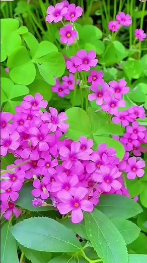 Cosmos Bipinnatus 🌸 Growing & Care Tips | Beautiful Garden Flower for Every Season #cosmos #flowers