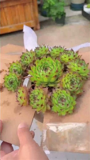 How to Repot Succulents: A Step-by-Step Guide for Beginners