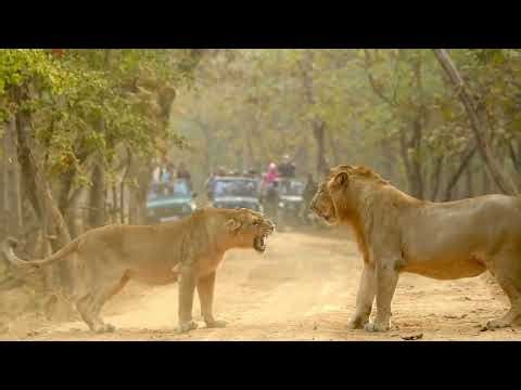 Even the King Knows Silence is Smartest When Queen is Angry! 😂🦁 Gir Lion Viral Video
