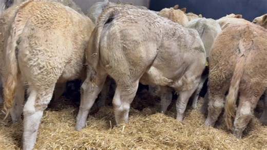 1.8K views · 20 reactions | 20 Top Quality Charolais Heifers Serious Heifer Calves Here Length and Shape to Each! A Very Even Batch off Catttle 07849365687 | Ravenhill Farms | Facebook