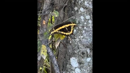 . What a perfect morning at the National Butterfly Center — met new friends and found loads of migrating butterflies. Explored the trails and native plants finding — monarchs, queens, fritillaries, painted ladies — it felt like a living gallery of color. And the surprise highlight? A tarantula hawk wasp! Thanks for joining us! Ann Charlton, Carol McCants, Lynn Carter, Elaine Pruden @sparklingpine3 @trishzatx @imagesbycherifreeman @mesclovon @katyj72 and @hummerflies for co-hosting. Group shot by