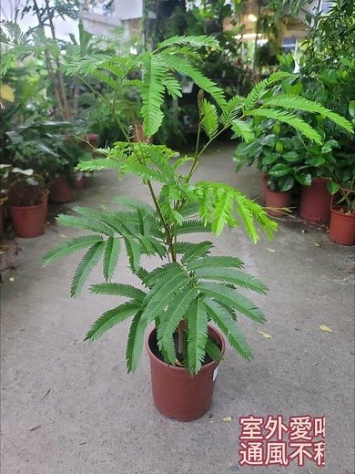 快速了解日本小豆樹的照護方式及環境