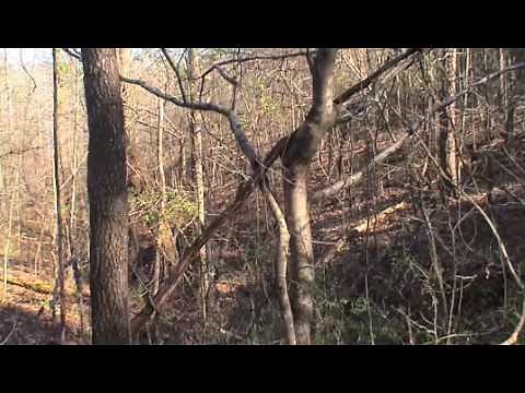 Bigfoot Research: Sas Doing Their Barred Owl Monkey Chatter Calls