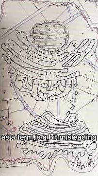 The Cytoskeleton is NOT actually a skeleton