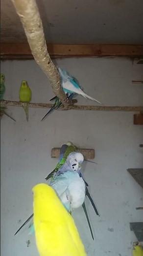 10 Hours Happy Parakeets Singing For Lonely Birds 💞💕💝💝