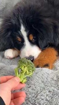 Puppy's First Time Seeing Broccoli 😂