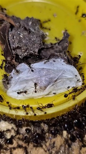 They were ready to attack the black widow #insects #fourmis #ants #narutoshippuden