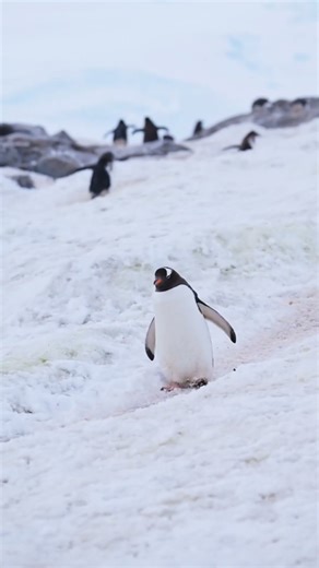 Habitat Penguin.. 👍👍