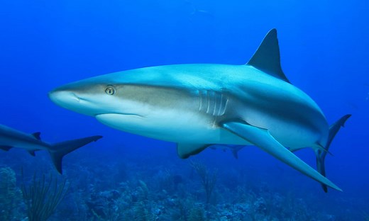 The 10 Most Harmless Sharks in the World