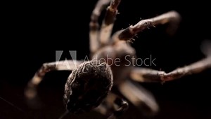 A close up of a large orb weaver spider building a cobweb by pulling web from its spinnerets in the dark