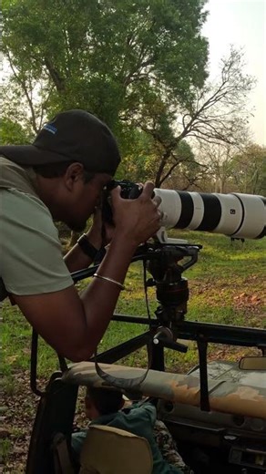 😱 Angry Indian Gaur Destroys Trees in Tadoba! #wildlife #rare #wildlifeshorts #indianbison #animals