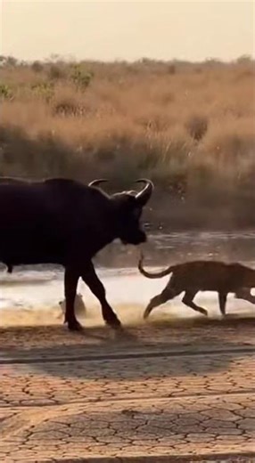 angry cow#nature#animal#Nature#hunting #mukbang #food #eatingsounds