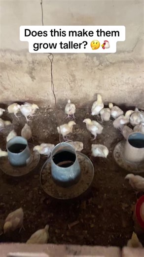 I raised the feeder so the birds stretch slightly while eating 🐔 But here’s the question… Does raising the feeder actually make broilers grow taller, or is it just about better posture and feed management? 🤔 What’s your opinion? 👇 #BroilerFarming #PoultryManagement #FarmTips #PoultryLife #Agribusiness