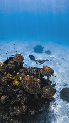 Experiencing Bohol's Turtle Magic