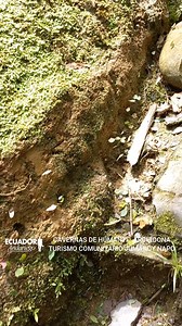 LAS CAVERNAS DE HUMANTI - El Oriente Ecuatoriano es un paraíso de recursos naturales. El cantón Archidona ubicado en la provincia de Napo nos deslumbra esta vez con la misteriosa #Caverna de #Humanti, que cuenta con un complejo de túneles de varios kilómetros, sin embargo, el recorrido turístico se extiende sólo por aproximadamente 300 metros. Esta maravilla se encuentra actualmente administrada por La comunidad Kichwa Ruku Jumandy Kawsay. Según la leyenda su nombre proviene del líder indígena H