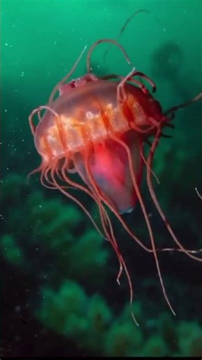 Helmet Jelly fish