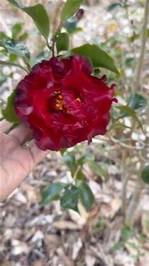 Camellia Japonica “Black Magic” are Blooming!! 🌺